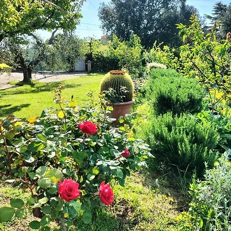 Gervasella * Pontedera